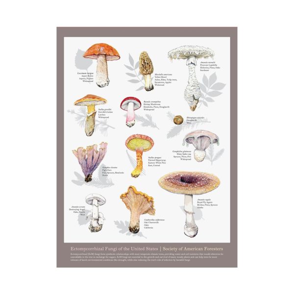 Fungi of the U.S. Poster For Discount