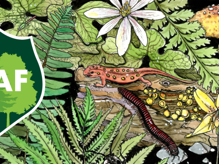 Biodiversity Bumper Sticker Sale