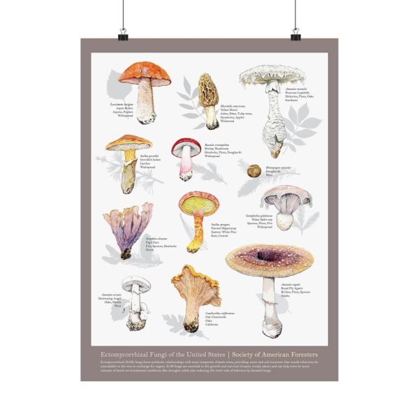 Fungi of the U.S. Poster For Discount