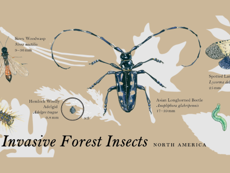 Invasive Insects Bumper Sticker Online Hot Sale