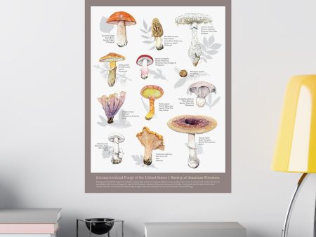 Fungi of the U.S. Poster For Discount