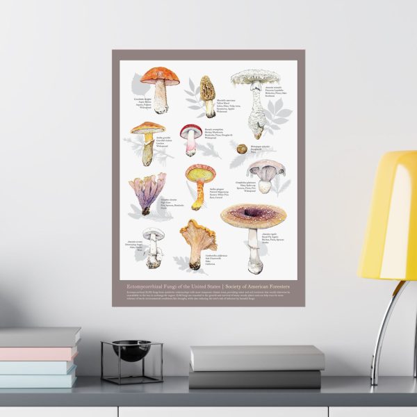 Fungi of the U.S. Poster For Discount